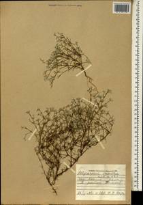 Polycarpaea eriantha Hochst. ex A. Rich., Африка (AFR) (Мали)