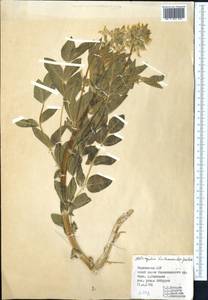 Astragalus dictamnoides Gontsch., Средняя Азия и Казахстан, Памир и Памиро-Алай (M2) (Таджикистан)