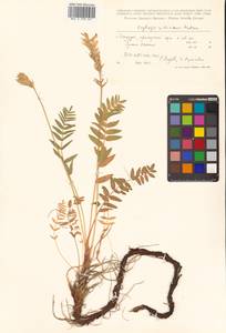 Oxytropis campestris subsp. rishiriensis (Matsum.) Toyok., Сибирь, Дальний Восток (S6) (Россия)