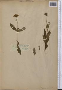 Coreopsis auriculata L., Америка (AMER) (Германия)
