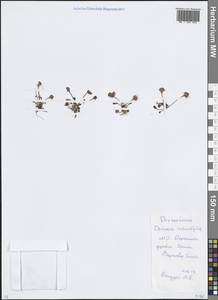 Росянка круглолистная L., Восточная Европа, Московская область и Москва (E4a) (Россия)