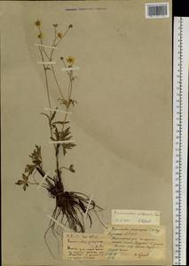 Лютик близкий C.A.Mey., Сибирь, Якутия (S5) (Россия)