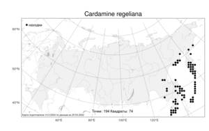 Cardamine regeliana, Сердечник Регеля Miq., Атлас флоры России (FLORUS) (Россия)