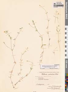 Звездчатка колымская A.P.Khokhr., Сибирь, Чукотка и Камчатка (S7) (Россия)