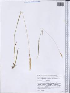 Полевица шероховатая Willd., Америка (AMER) (США)
