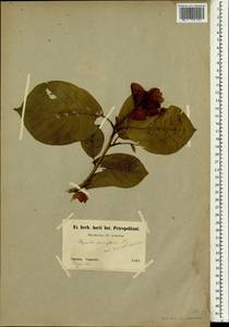 Magnolia sieboldii subsp. japonica K.Ueda, Зарубежная Азия (ASIA) (Япония)