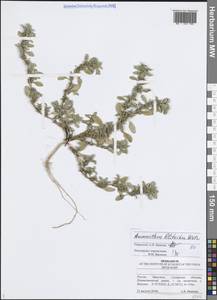 Щирица жминдовидная S.Watson, Восточная Европа, Средневолжский район (E8) (Россия)