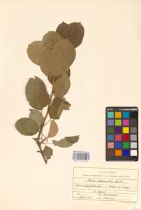 Яблоня домашняя (Suckow) Borkh., Восточная Европа, Нижневолжский район (E9) (Россия)