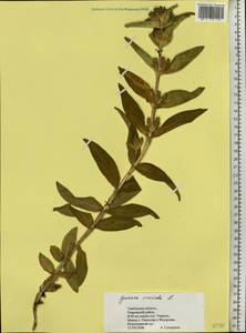 Горечавка крестовидная L., Восточная Европа, Центральный лесостепной район (E6) (Россия)