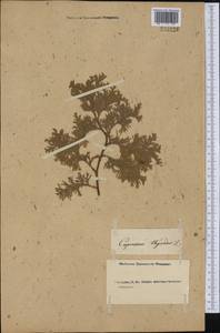 Chamaecyparis thyoides (L.) Britton, Sterns & Poggenb., Америка (AMER) (Неизвестно)