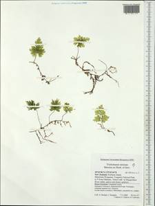 Polypodiopsida, Австралия и Океания (AUSTR) (Новая Зеландия)