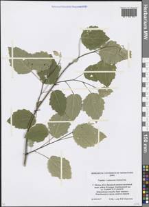 Populus × canescens (Aiton) Sm., Восточная Европа, Московская область и Москва (E4a) (Россия)