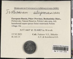 Isothecium alopecuroides (Lam. ex Dubois) Isov., Гербарий мохообразных, Мхи - Новгородская и Псковская области (B5) (Россия)