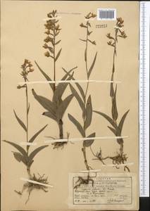 Дремлик болотный (L.) Crantz, Средняя Азия и Казахстан, Северный и Центральный Тянь-Шань (M4) (Киргизия)