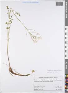 Cardamine pratensis subsp. dentata (Schult.) Celak., Восточная Европа, Центральный лесной район (E5) (Россия)