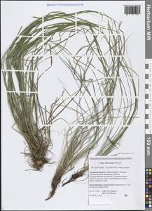 Осока амгунская F.Schmidt, Сибирь, Дальний Восток (S6) (Россия)