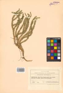 Spinulum annotinum subsp. annotinum, Сибирь, Чукотка и Камчатка (S7) (Россия)