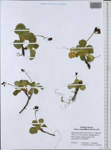 Micranthes unalaschcensis (Sternb.) Gornall & H.Ohba, Сибирь, Чукотка и Камчатка (S7) (Россия)