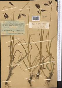 Carex nivalis Boott, Средняя Азия и Казахстан, Западный Тянь-Шань и Каратау (M3) (Казахстан)