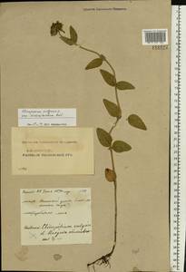 Пахучка обыкновенная L., Восточная Европа, Средневолжский район (E8) (Россия)