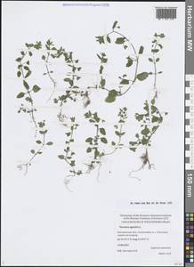 Вероника пашенная L., Восточная Европа, Центральный лесной район (E5) (Россия)