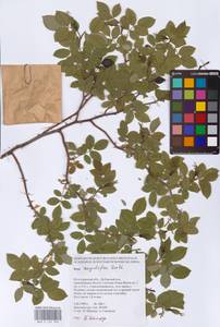 Шиповник щитконосный, Роза щитконосная Borkh., Восточная Европа, Нижневолжский район (E9) (Россия)