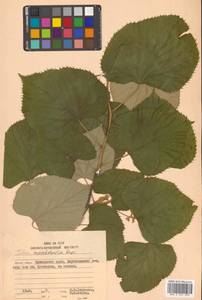 Липа маньчжурская Rupr. & Maxim., Сибирь, Дальний Восток (S6) (Россия)