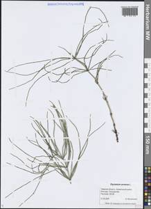 Хвощ полевой L., Восточная Европа, Северо-Западный район (E2) (Россия)