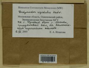 Didymodon rigidulus Hedw., Гербарий мохообразных, Мхи - Москва и Московская область (B6a) (Россия)
