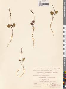 Хохлатка Городкова Karav., Сибирь, Чукотка и Камчатка (S7) (Россия)