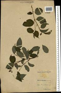 Cornus sanguinea subsp. sanguinea, Восточная Европа, Центральный лесостепной район (E6) (Россия)