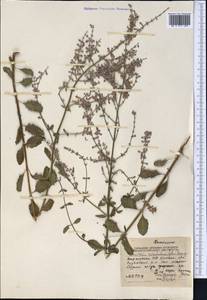 Salvia scrophulariifolia (Bunge) B.T.Drew, Средняя Азия и Казахстан, Западный Тянь-Шань и Каратау (M3) (Киргизия)