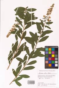 Спирея белая Du Roi, Восточная Европа, Северо-Западный район (E2) (Россия)