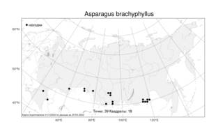 Asparagus brachyphyllus, Спаржа коротколистная Turcz., Атлас флоры России (FLORUS) (Россия)
