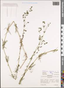 Подмаренник настоящий L., Восточная Европа, Средневолжский район (E8) (Россия)