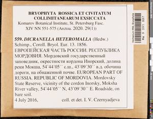 Dicranella heteromalla (Hedw.) Schimp., Гербарий мохообразных, Мхи - Среднее Поволжье (B9) (Россия)