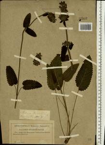 Betonica officinalis subsp. officinalis, Восточная Европа, Центральный район (E4) (Россия)