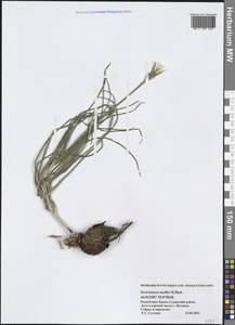 Pseudopodospermum molle (M. Bieb.) Kuth., Крым (KRYM) (Россия)