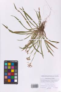 Ожика волосистая (L.) Willd., Восточная Европа, Московская область и Москва (E4a) (Россия)