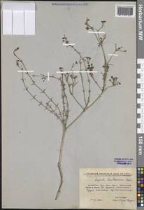 Cynanchica graveolens subsp. danilewskiana (Basiner) P.Caputo & Del Guacchio, Средняя Азия и Казахстан, Прикаспийский Устюрт и Северное Приаралье (M8) (Казахстан)