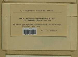 Hypnum cupressiforme Hedw., Гербарий мохообразных, Мхи - Западная Европа (BEu) (Финляндия)