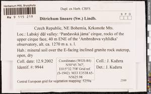 Ditrichum lineare (Sw.) Lindb., Гербарий мохообразных, Мхи - Западная Европа (BEu) (Чехия)