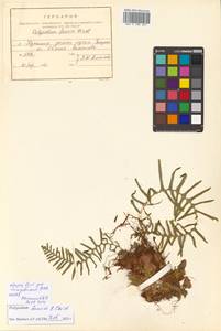 Polypodium fauriei Christ, Сибирь, Дальний Восток (S6) (Россия)