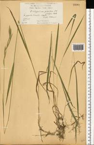 Коротконожка перистая (L.) P.Beauv., Восточная Европа, Центральный лесостепной район (E6) (Россия)