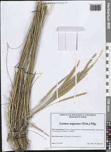 Волоснец узкоколосый (Trin.) Pilg., Сибирь, Западная Сибирь (S1) (Россия)