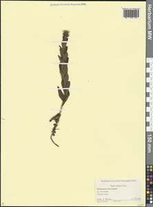 Pentanema asperum (Poir.) G.V.Boiko & Korniy., Кавказ, Ставропольский край, Карачаево-Черкесия, Кабардино-Балкария (K1b) (Россия)