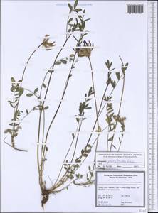 Astragalus psoraloides Lam., Зарубежная Азия (ASIA) (Турция)