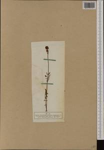 Poterium sanguisorba subsp. sanguisorba, Западная Европа (EUR) (Германия)