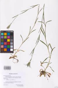 Гвоздика армериевидная L., Восточная Европа, Центральный район (E4) (Россия)