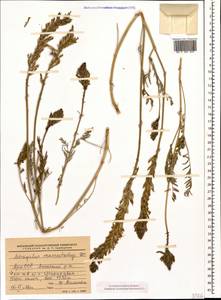 Астрагал крупноколосый DC., Кавказ, Армения (K5) (Армения)